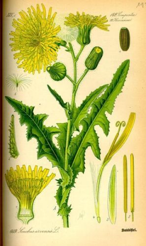 Soft Thistle - sow thistle - Sonchus arvensis - осот полевой